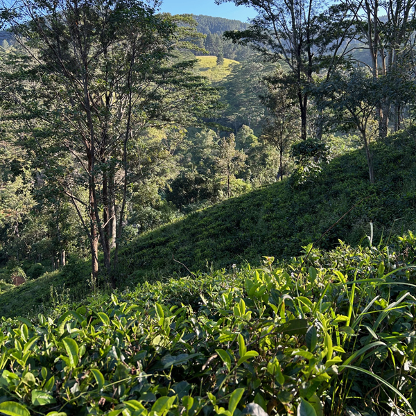 North and East Sri Lanka retreat 6