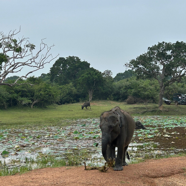 Southern Sri Lanka retreat 25