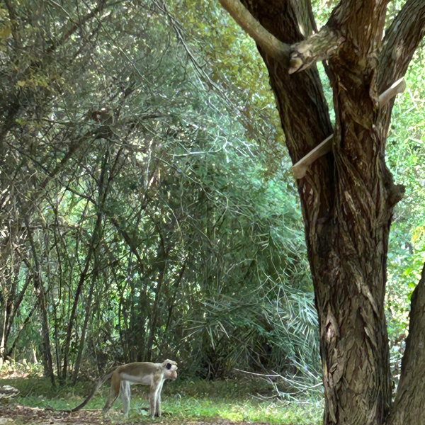 Southern Sri Lanka retreat 9